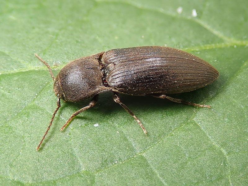 Elateridae: Agriotes obscurus? S.